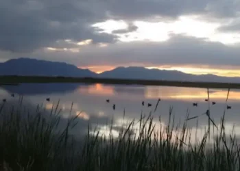 Ogden Bay Waterfowl Management Area - Top Sites AND Things to do - Hooper, UT