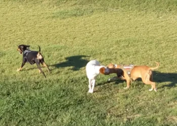 Roy Dog Park - Things to do - Roy, UT