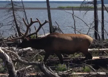 White Peaks Hunting Ranch - Things to do - Plain City, UT